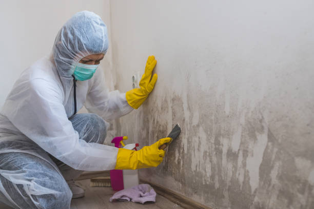 Reliable La Verkin, UT Mold Inspection, Removal & Remediation Solutions