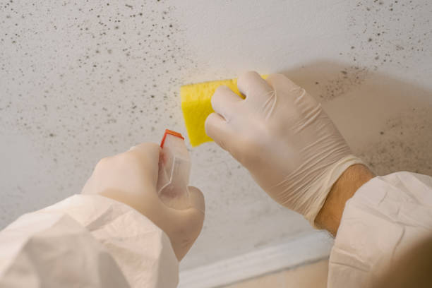 Best Emergency Mold Remediation  in La Verkin, UT