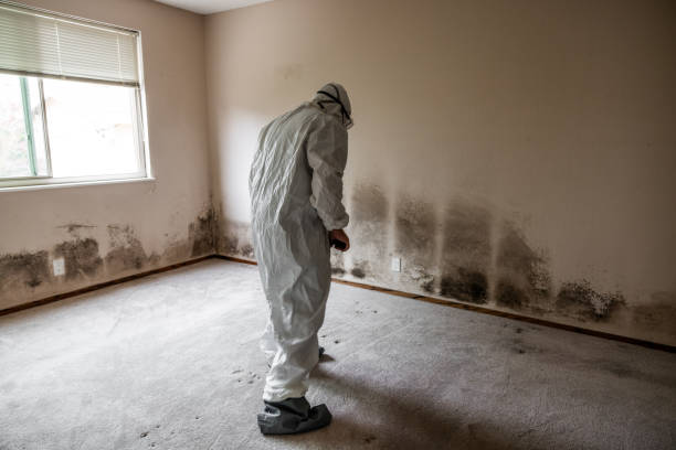 Best Mold Odor Removal Services  in La Verkin, UT